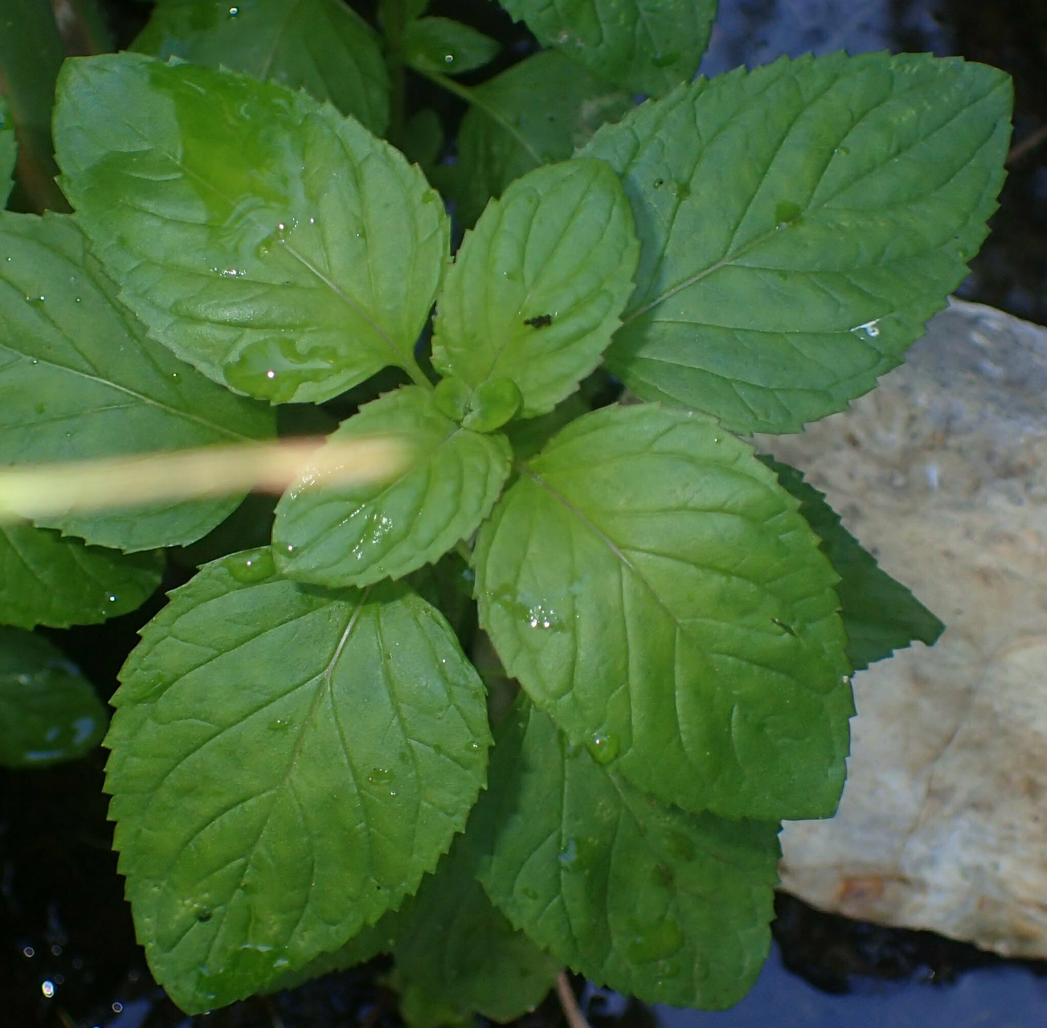 High Resolution Mentha aquatica Leaf